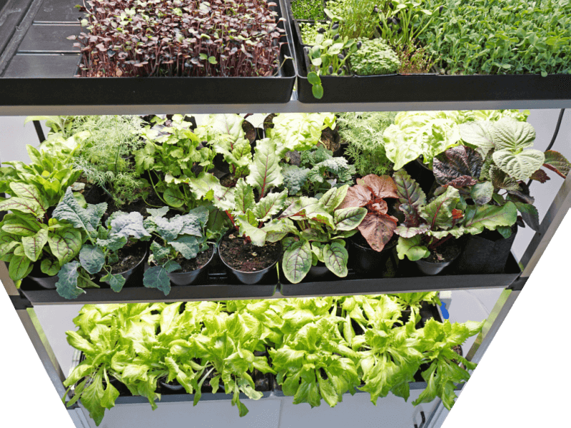 Kitchen Farm with leafy greens and microgreens