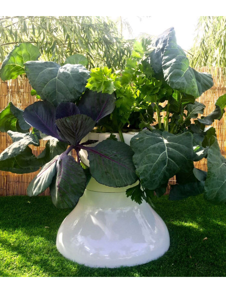 TBC - 12 Planter Medical Stake Growers Kit 1.2 GAL (4.55 L) TBC - 12 Planter Medical Stake Growers Kit 1.2 GAL (4.55 L)