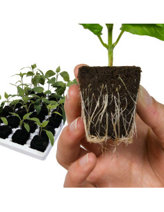 Root Riot Tray (24 untis)