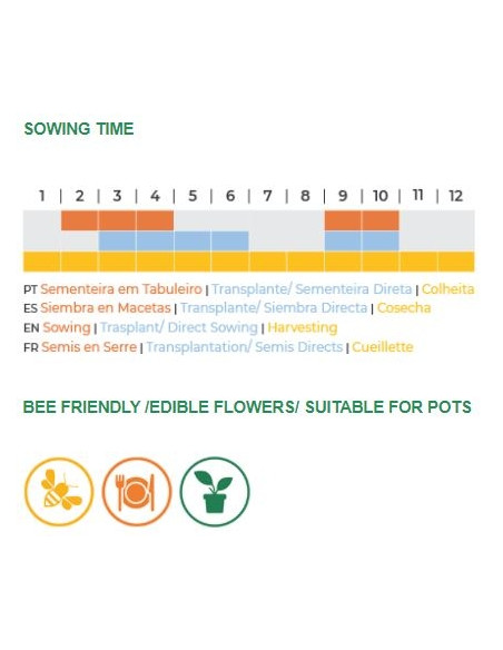 Sementes Vivas - Anise 2G Sementes Vivas - Anise 2G