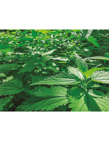 Cultivers Ecoforce Natural Nettle Extract 1L Cultivers Ecoforce Natural Nettle Extract 1L