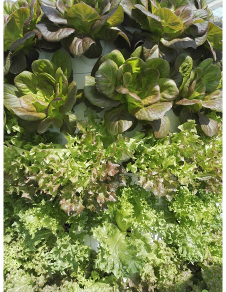 Aponix Torre Vertical Hidropónica - 120 plantas Aponix Torre Vertical Hidropónica - 120 plantas