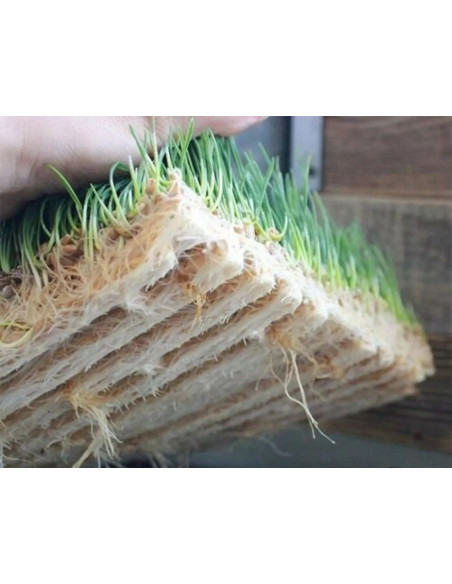 Terrafibre Tapete de Cultivo Rolo 1,20x15m (750g/m² - 8mm de espessura) Terrafibre Tapete de Cultivo Rolo 1,20x15m (750g/m² - 8mm de espessura)