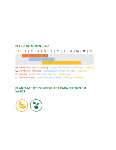 Sementes Vivas  Manjericão Canela 2G
