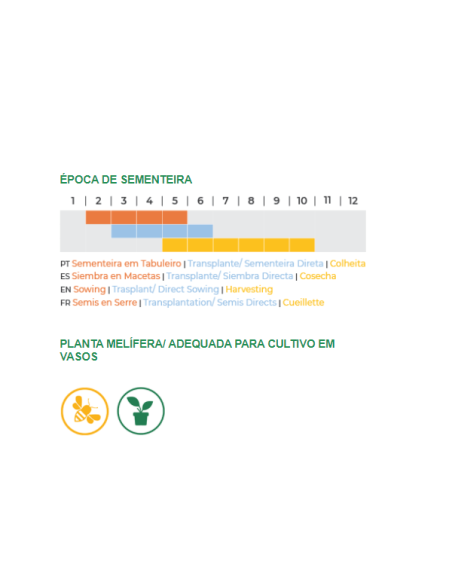 Sementes Vivas  Manjericão Canela 2G Sementes Vivas  Manjericão Canela 2G