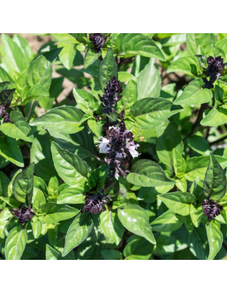 Sementes Vivas Cinnamon Basil 2G Sementes Vivas Cinnamon Basil 2G