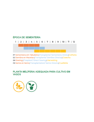 Sementes Vivas Manjericão Limão 2G