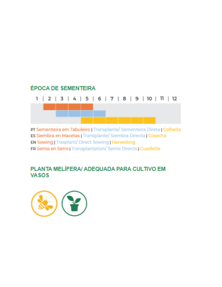 Sementes Vivas Manjericão Limão 2G Sementes Vivas Manjericão Limão 2G