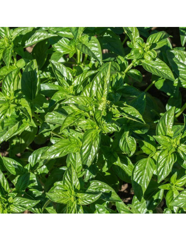 Sementes Vivas Lemon Basil 2G
