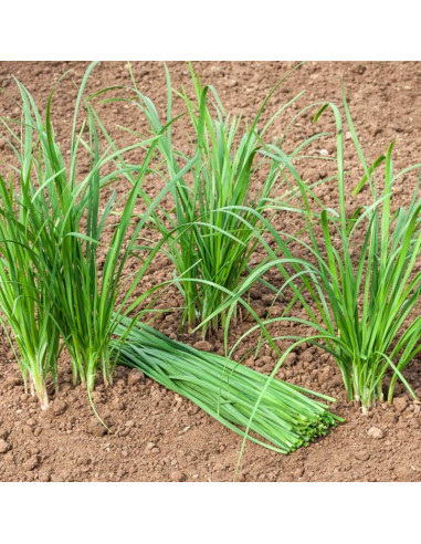 Sementes Vivas Chinese Chives 1G