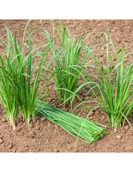 Sementes Vivas Chinese Chives 1G Sementes Vivas Chinese Chives 1G