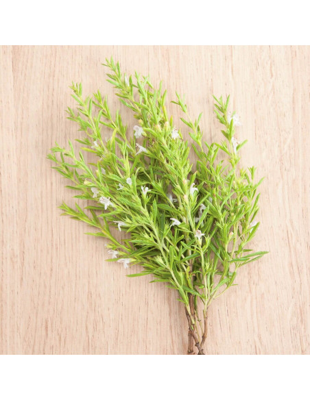 Sementes Vivas Savory 2G Sementes Vivas Savory 2G
