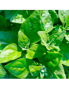 Sementes Vivas Espinaca de Nueva Zelanda 1.5G