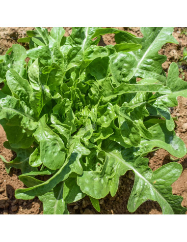 Sementes Vivas Alface Cerbiatta 1G