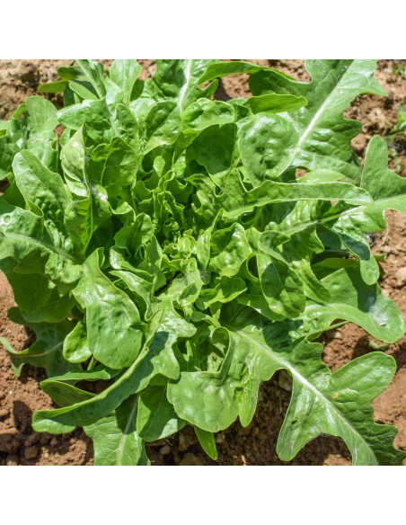 Sementes Vivas Alface Cerbiatta 1G Sementes Vivas Alface Cerbiatta 1G