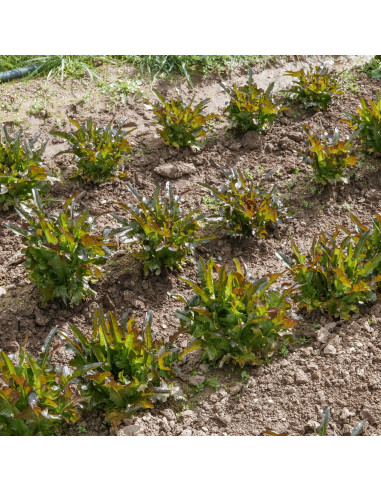 Sementes Vivas Cocarde Lettuce 1G