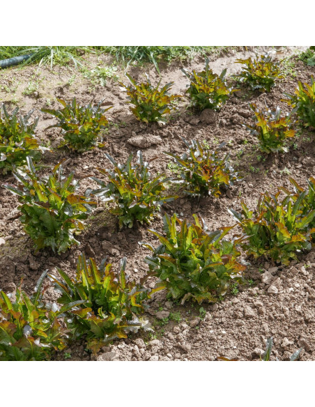 Sementes Vivas Cocarde Lettuce 1G Sementes Vivas Cocarde Lettuce 1G