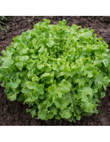 Sementes Vivas Alface Salad Bowl 1.5G