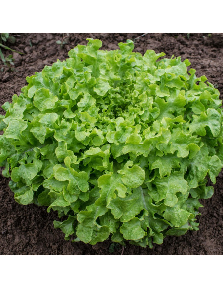 Sementes Vivas Alface Salad Bowl 1.5G Sementes Vivas Alface Salad Bowl 1.5G