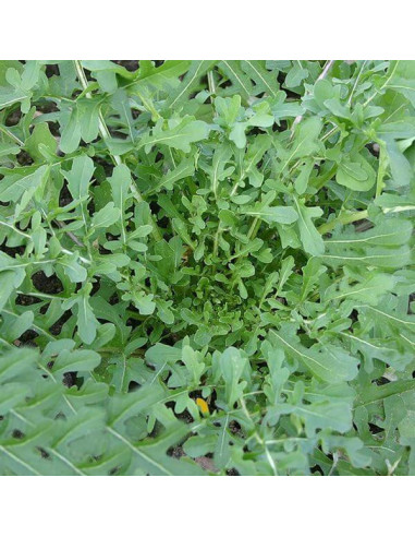 Sementes Vivas Esmee Arugula 4G