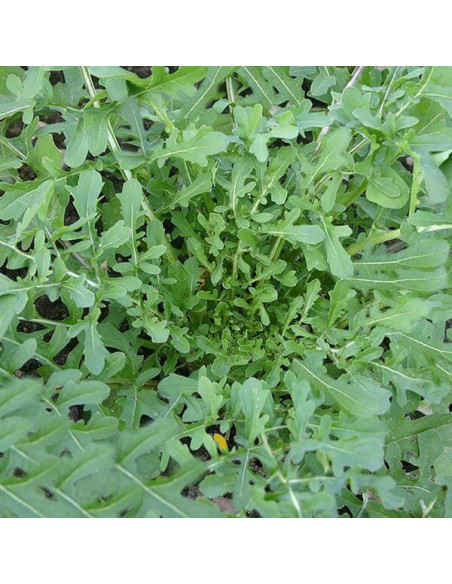 Sementes Vivas Esmee Arugula 4G Sementes Vivas Esmee Arugula 4G