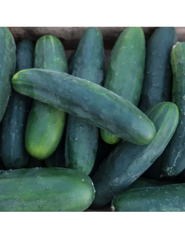 Sementes Vivas Marketmore Cucumber 35 Seeds