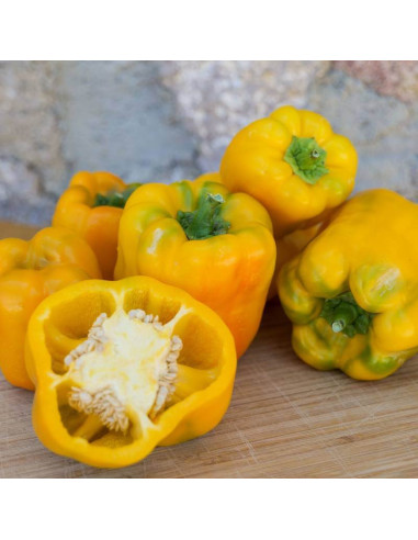 Sementes Vivas Sweet Chocolate Pepper 50 Seeds