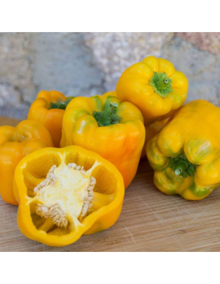 Sementes Vivas Sweet Chocolate Pepper 50 Seeds Sementes Vivas Sweet Chocolate Pepper 50 Seeds