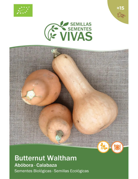 Sementes Vivas Waltham Butternut Squash 15 Seeds Sementes Vivas Waltham Butternut Squash 15 Seeds