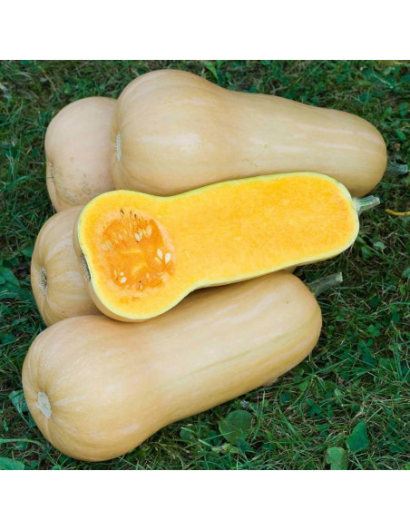 Sementes Vivas Waltham Butternut Squash 15 Seeds Sementes Vivas Waltham Butternut Squash 15 Seeds