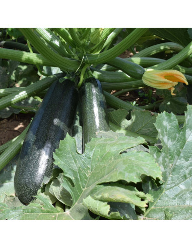 Sementes Vivas Zuboda Zucchini 20 Seeds
