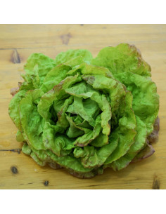 Sementes Vivas May Queen Lettuce 10G