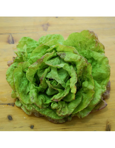 Sementes Vivas May Queen Lettuce 10G