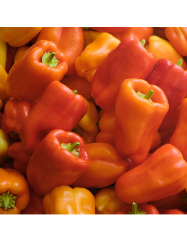 Sementes Vivas Pimiento Albaregia 50 Semillas