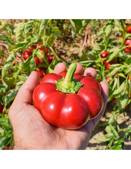 Sementes Vivas Sabugal Pepper 50 Seeds Sementes Vivas Sabugal Pepper 50 Seeds