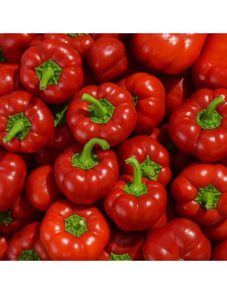 Sementes Vivas Sabugal Pepper 50 Seeds Sementes Vivas Sabugal Pepper 50 Seeds