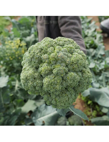 Sementes Vivas Rasmus Broccoli 1G