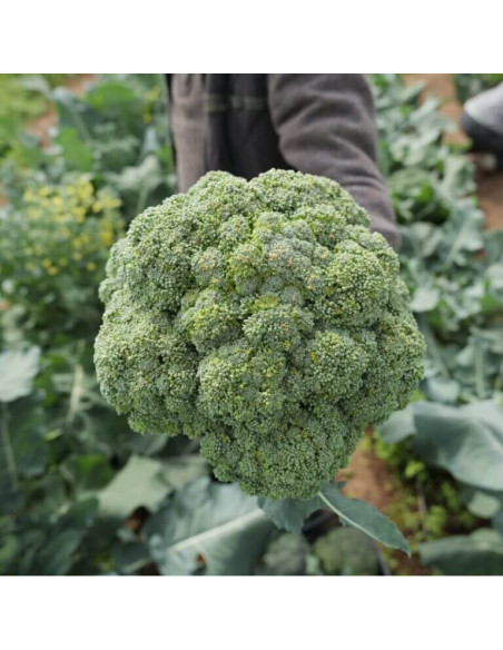 Sementes Vivas Rasmus Broccoli 1G Sementes Vivas Rasmus Broccoli 1G