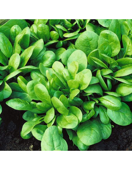 Sementes Vivas Butterfly Spinach 10G Sementes Vivas Butterfly Spinach 10G