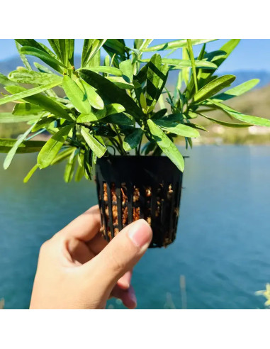 Pot Round Plastic Net - (5,5 CM)