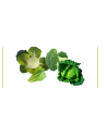 Verduras