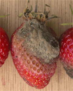 Strawberry fruit rot Botrytis cinerea; Author Rasbak