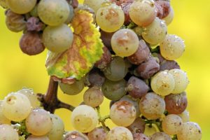 Botrytis cinerea on Riesling grapes. Author Tom Maack 